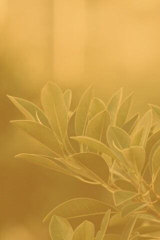 Листья обои