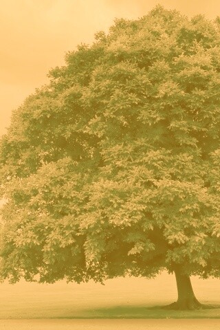 Зеленое ирландское дерево обои