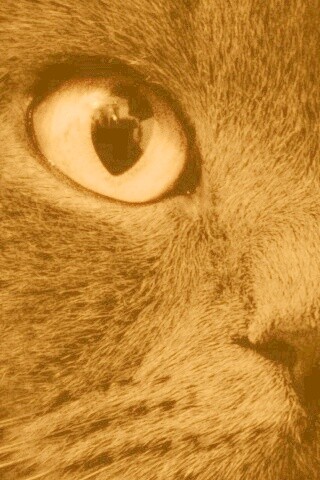 Черный кот с оранжевыми глазами обои