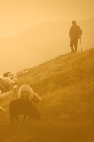 Пастух и стадо обои