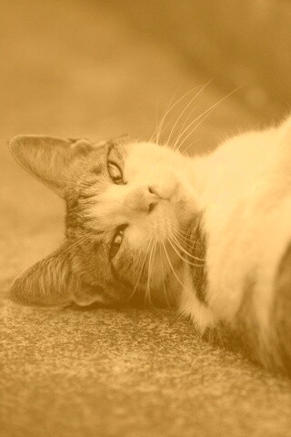Кот лежит на спине обои