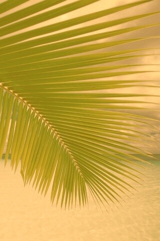 Пальмовый лист обои