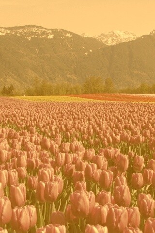 Поле тюльпанов обои