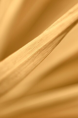 Сухое растение обои