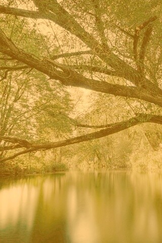 Спокойная лесная река обои