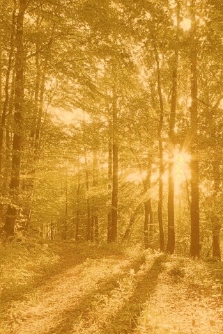 Свет сквозь деревья обои