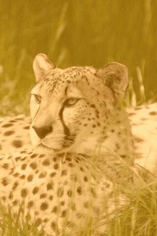 Два изящных гепард в природе обои