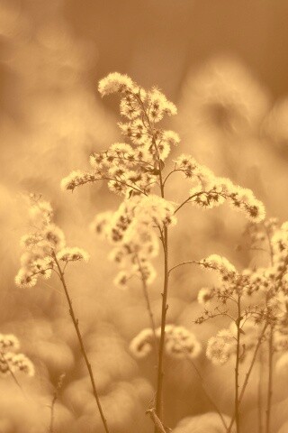 Сиреневые цветы обои