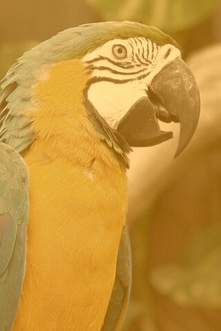 Разноцветынй попугай обои