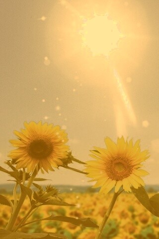 Подсолнухи не смотрят на солнце обои