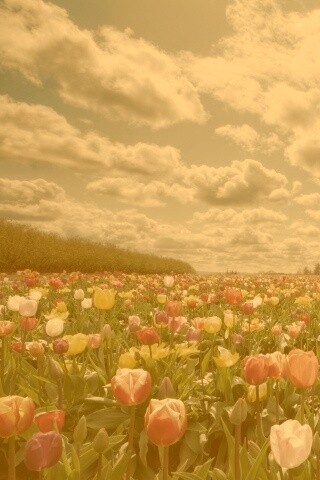 Поле тюльпанов обои