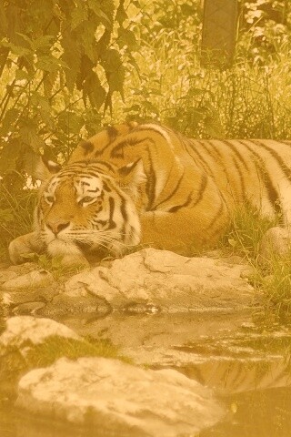 Тигр отдыхает обои