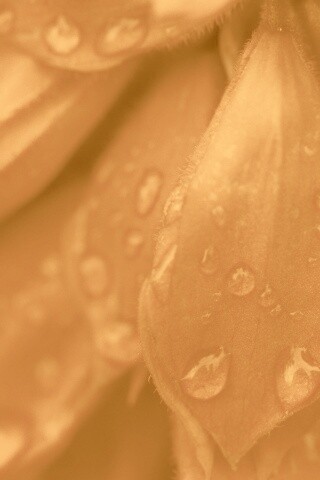 Лепестки обои