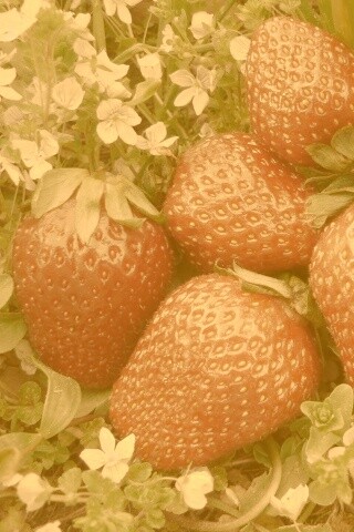 Клубника обои