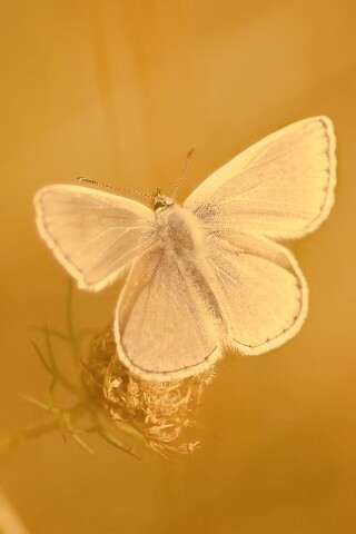 Бабочка с фиолетовыми крыльями обои