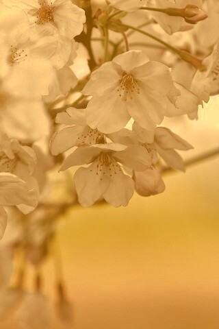 Цветение вишни обои