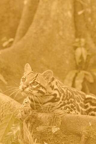 Оцелот обои