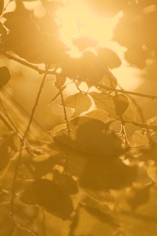 Солнце пробивается сквозь листву обои