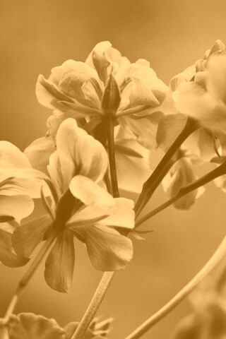 Чёрно-белое фото цветов обои