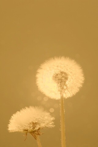 Два одуванчика обои