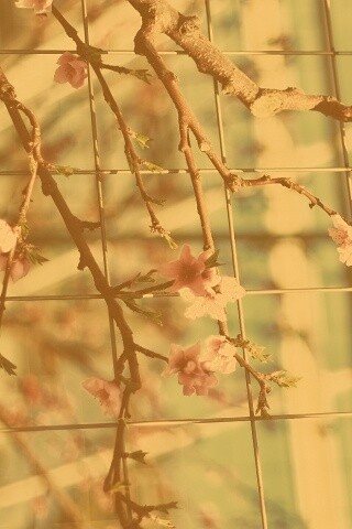 Ветка за сеткой обои