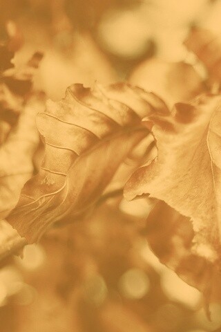 Засохший лист обои