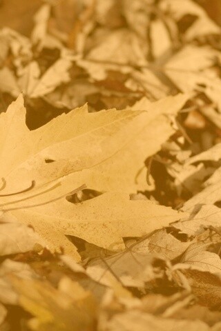 Мёртвая листва обои