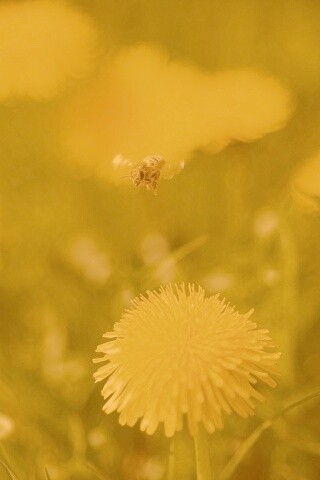 Пчёлка пролетает над одуванчиками обои