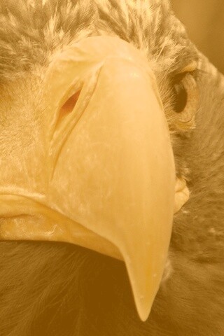 Орёл - птица гордая обои