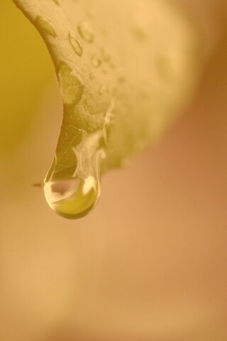 Капля на листе обои