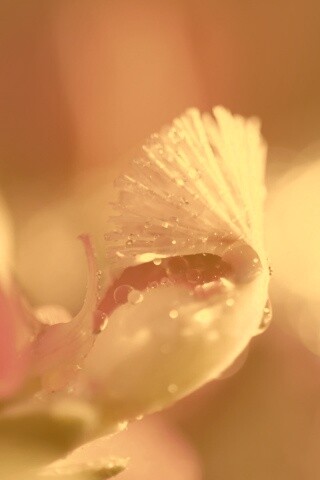 Капли на лиловом цветке обои