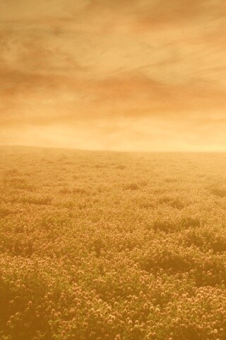 Закатное небо над цветочным полем обои