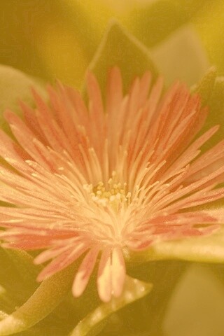 Чудесный цветок обои