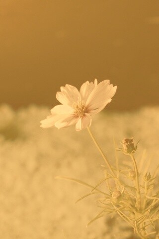 Полевой цветок обои