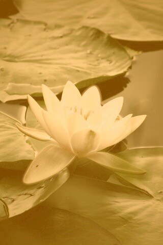 Кувшинка обои