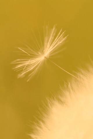 Пушинка одуванчика обои