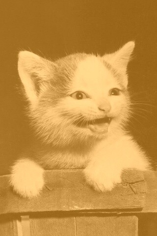 Три милых котенка обои