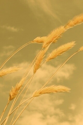 Колосья обои