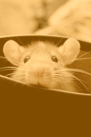 Мышонок выглядывает из ботинка обои