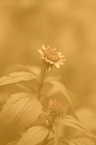 Фотография цветка обои