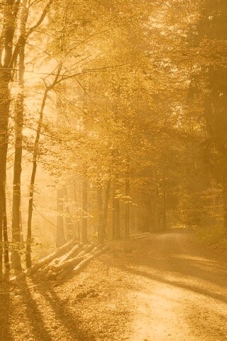 Дорога вдоль просеки в осеннем лесу обои