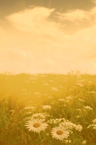 Поле ромашек обои