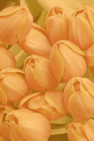 Букет красных тюльпанов обои