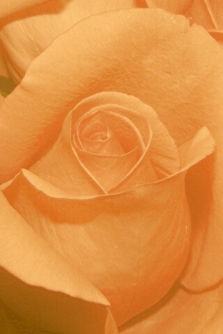 Бутон розы обои