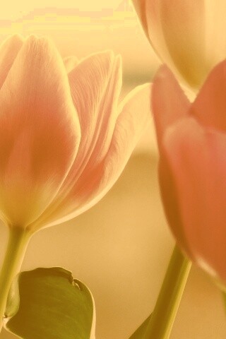 Тюльпаны обои