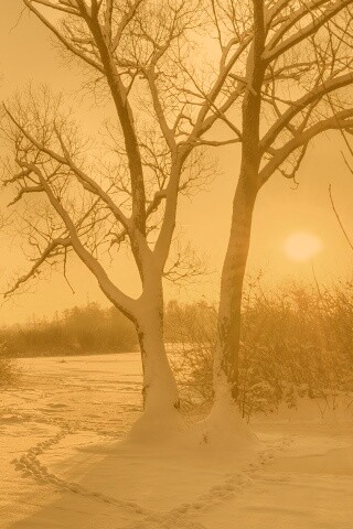 Солнечный свет в зимнем лесу обои