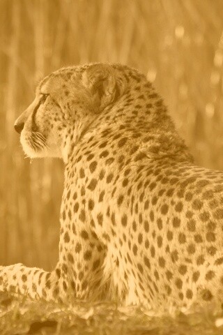 Гепард обои