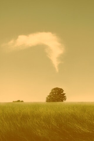 Избранное дерево обои