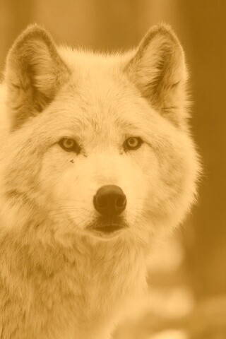 Белые волки обои