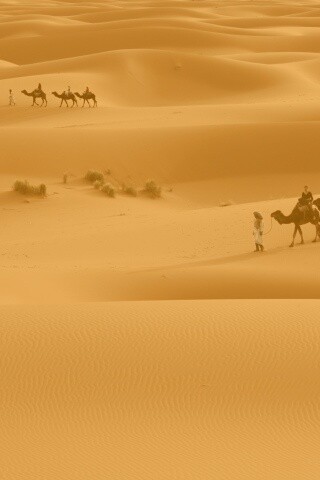 Караваны пустыни обои